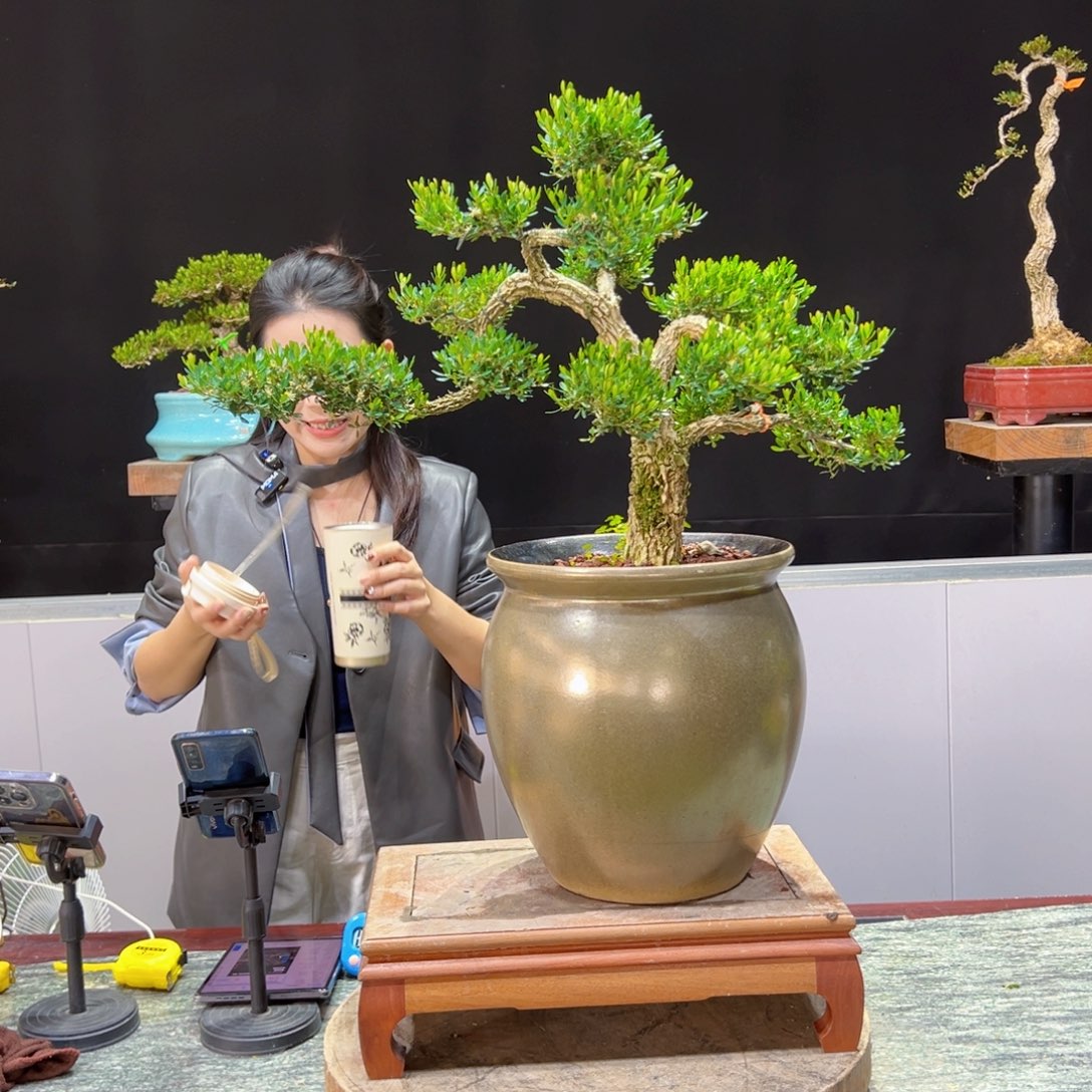 黄杨盆景老木桩四季长青