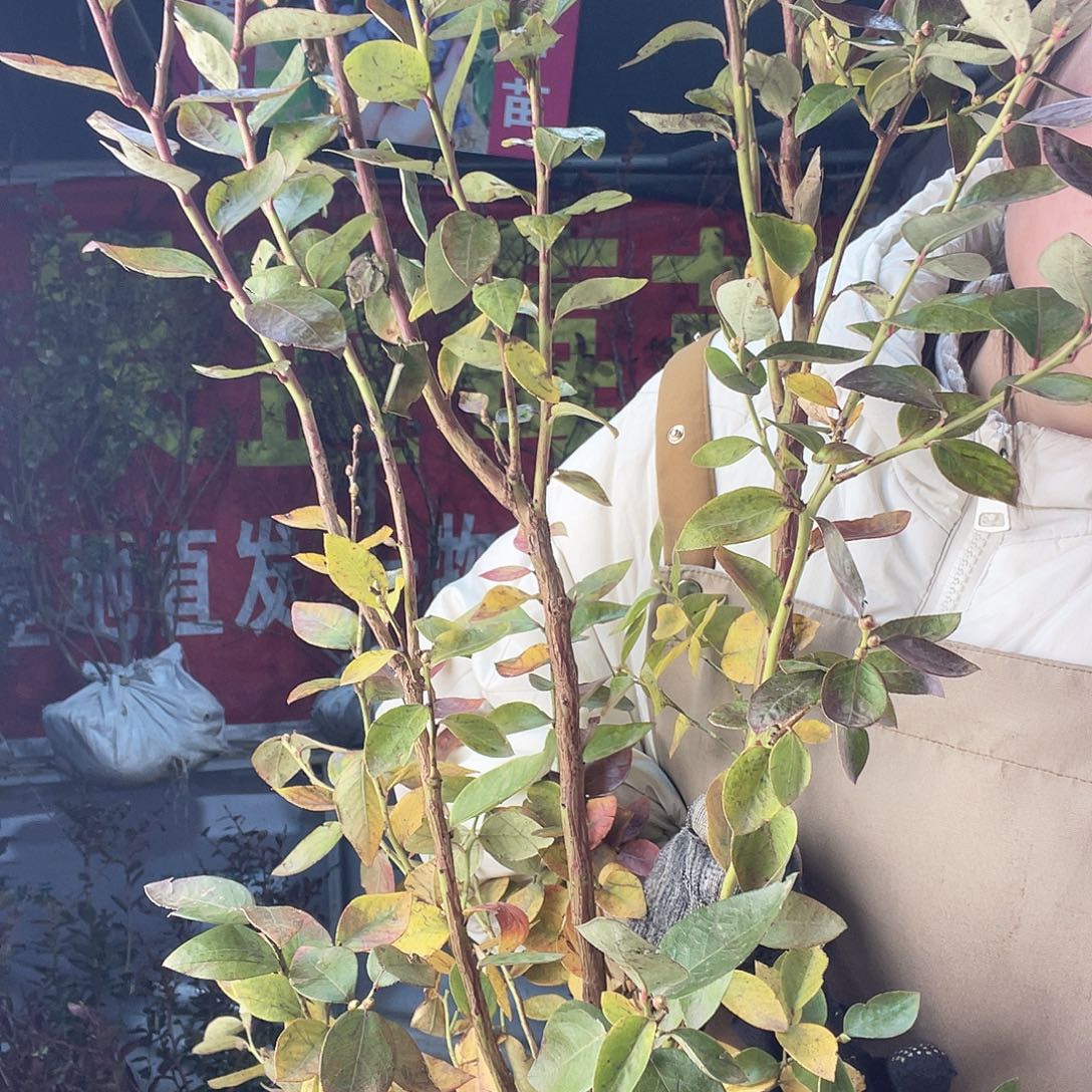 完全开放大果纯甜可蓝莓l