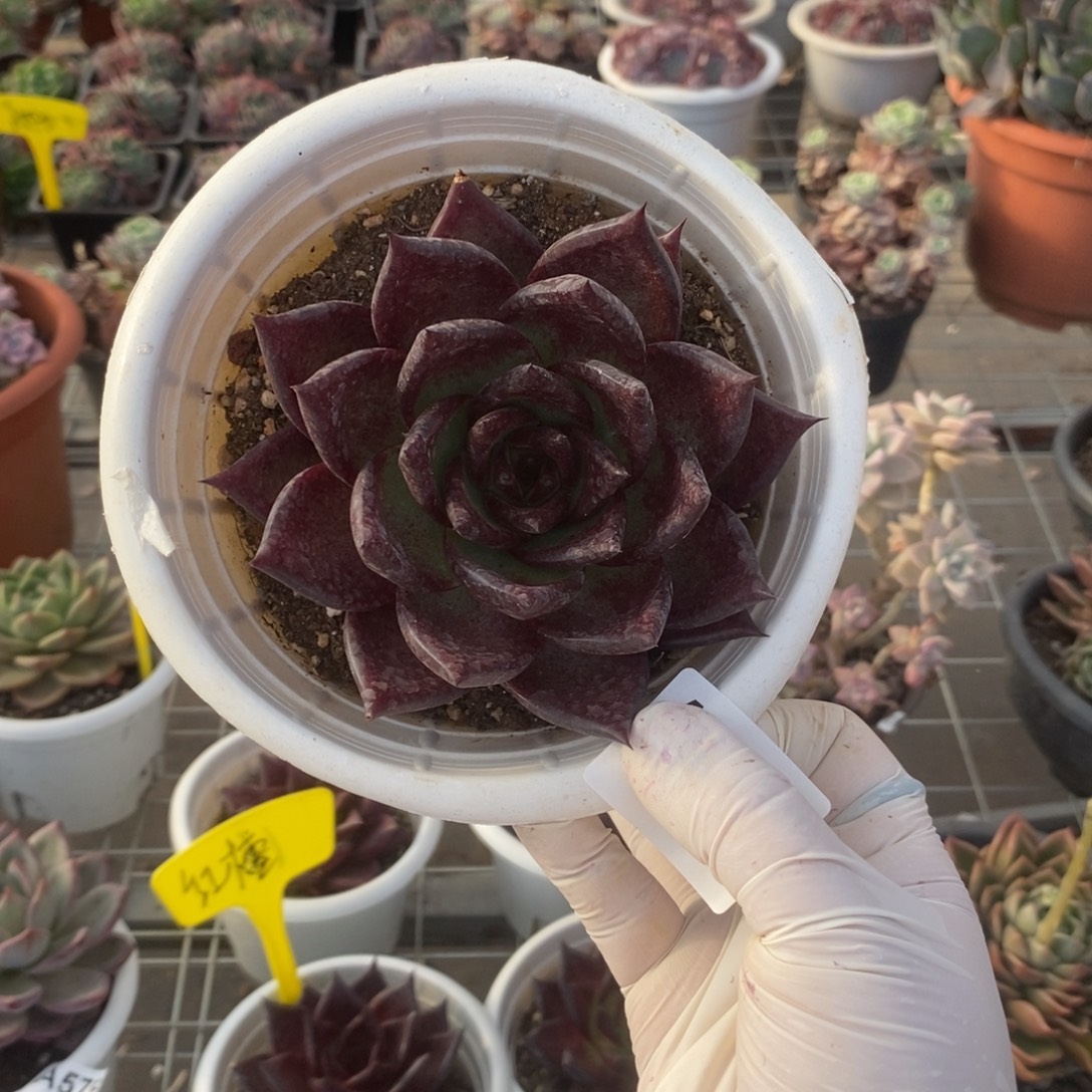 575红檀单头一物一拍