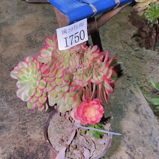 750倾城缀嫁接的多肉植物