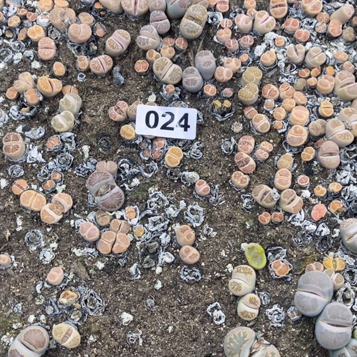 用****8024 生石花一物一图初8陆续发货