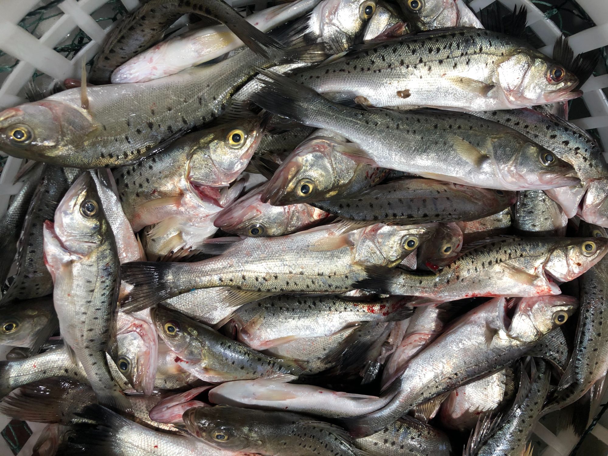 活杀.野生.小奶鲈.（1-3两左右/条）