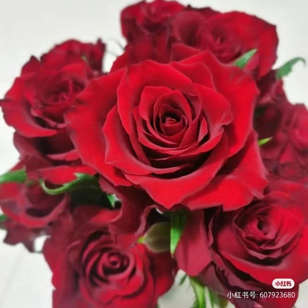 【高原红】玫瑰   同一地址任意两单加配草一扎