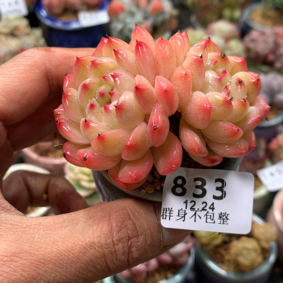 精控拇指盆12.24833