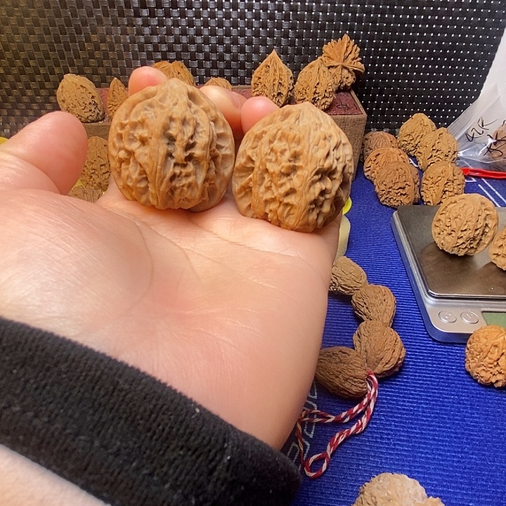 福利野牛38尺长的