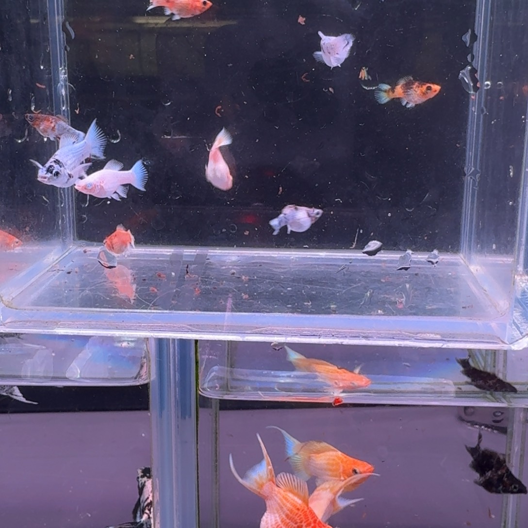 海水鱼多乐苗子9呗两条