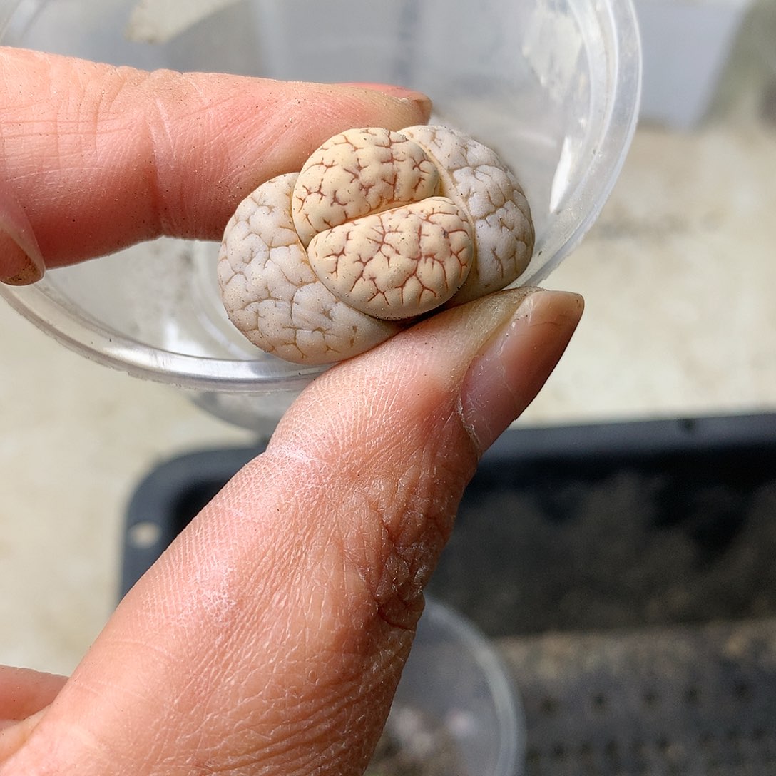 M115多肉植物保护研究所