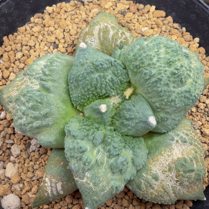 大型蓝色哥斯拉怒涛