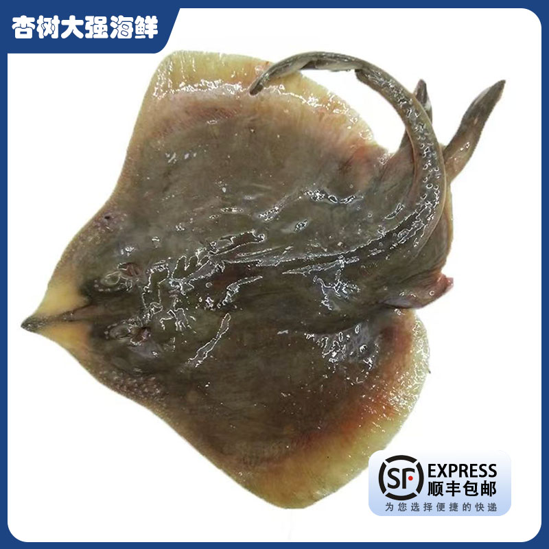 海捕老板鱼 深海铧子鱼 软骨鱼无刺 顺丰发货