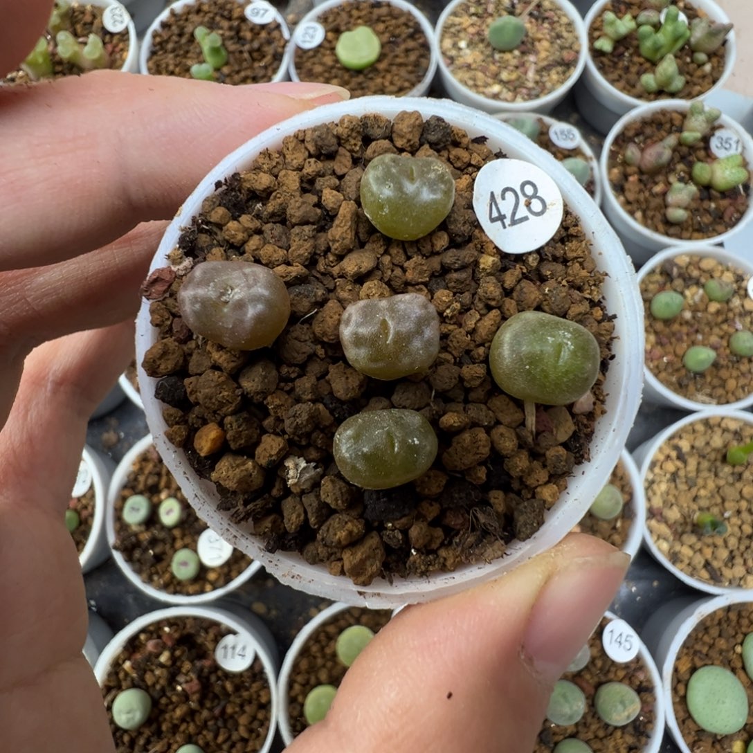 白花杨基一颗脱土42800000