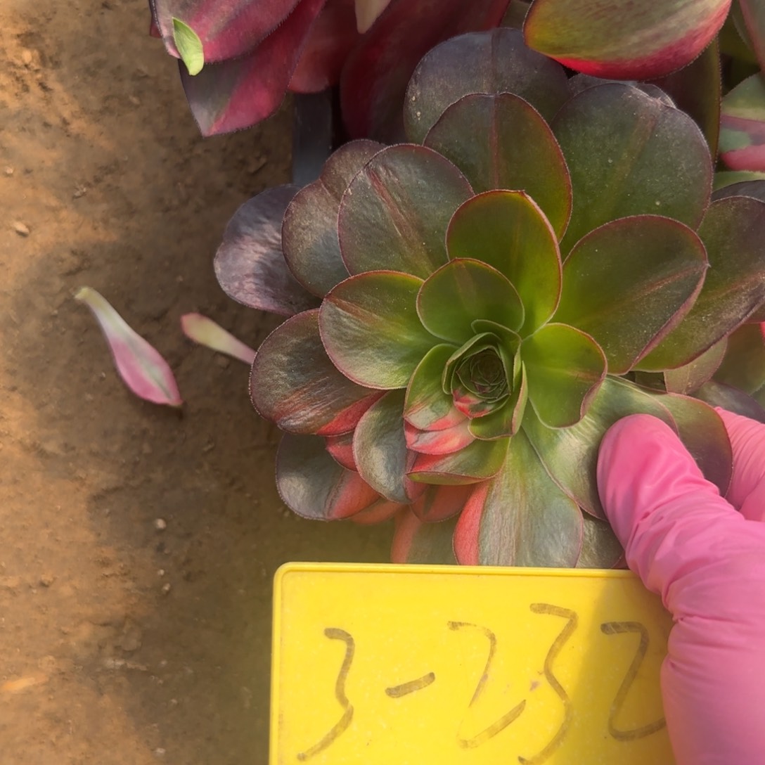 3-232--多头多肉植物