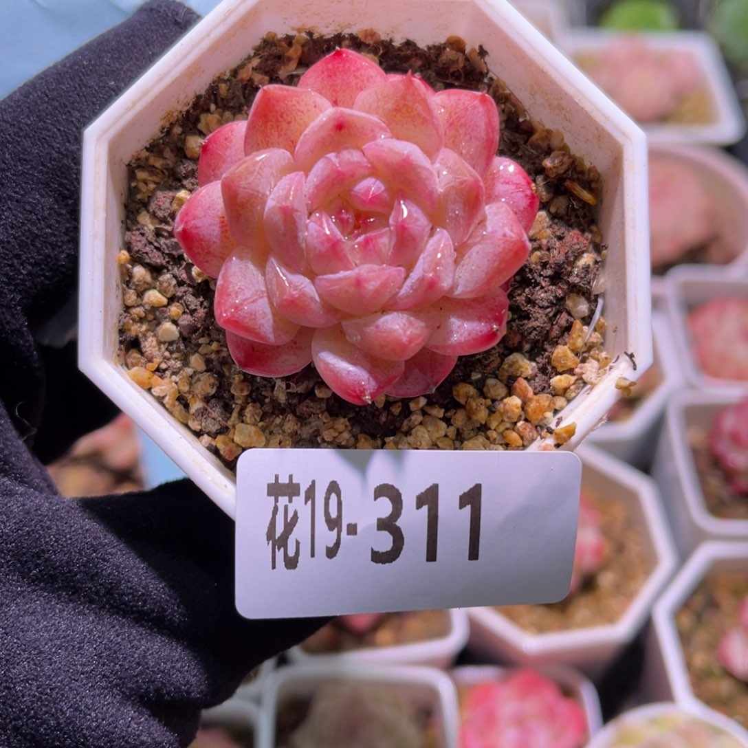 花利美19-311白桃汽水