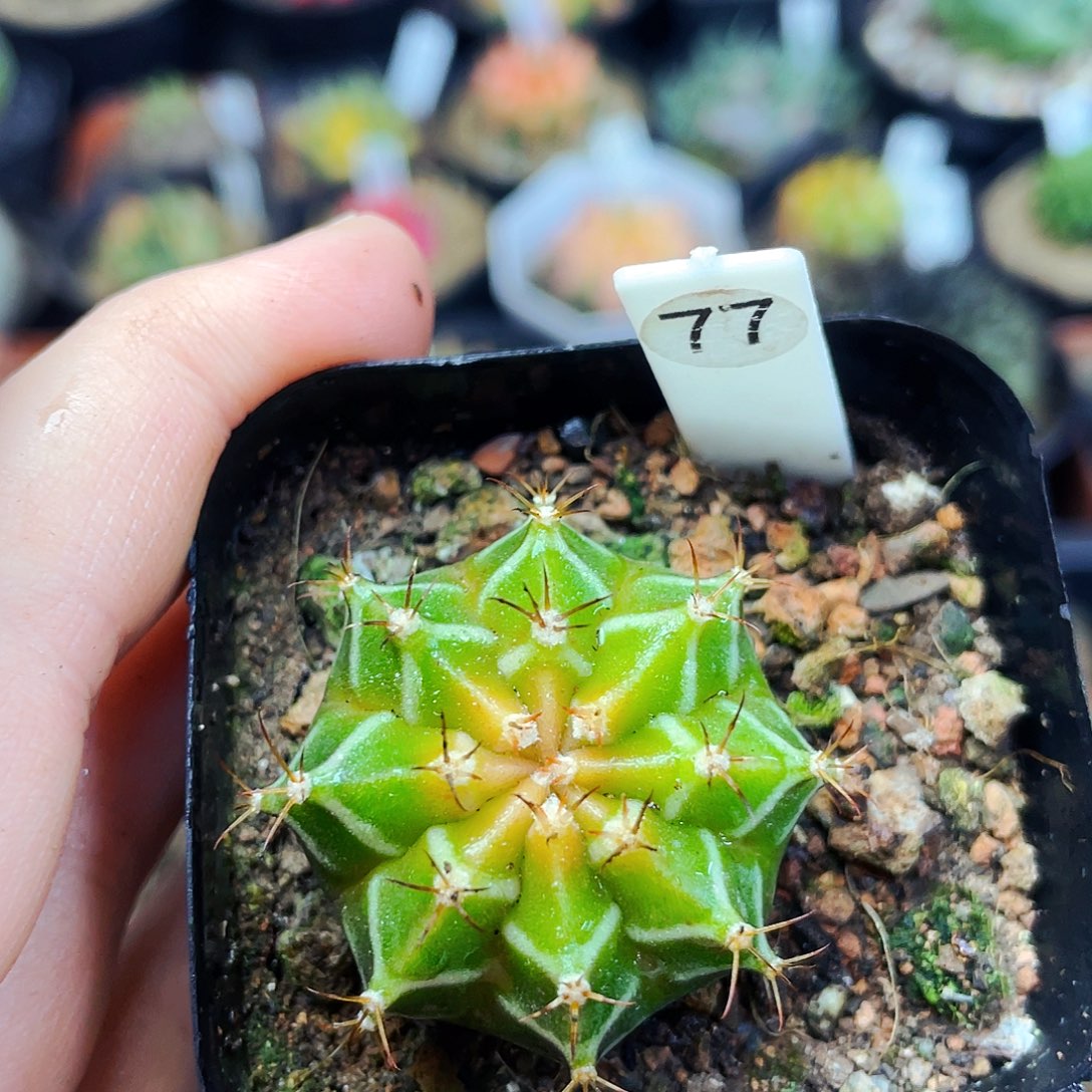 非偏远地区满25包邮仙人球