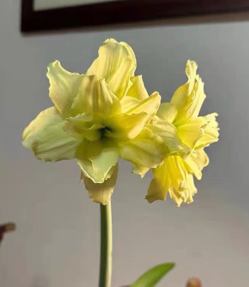 双月2厘米朱顶红种球包对版（黄叶蔫叶正常不包养护不接受慎拍）