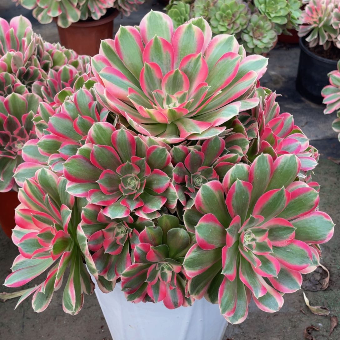 589七彩石精品法师老桩