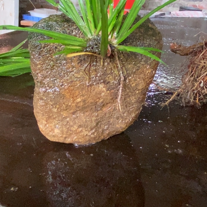 我***良无花朵石菖蒲这就是所谓