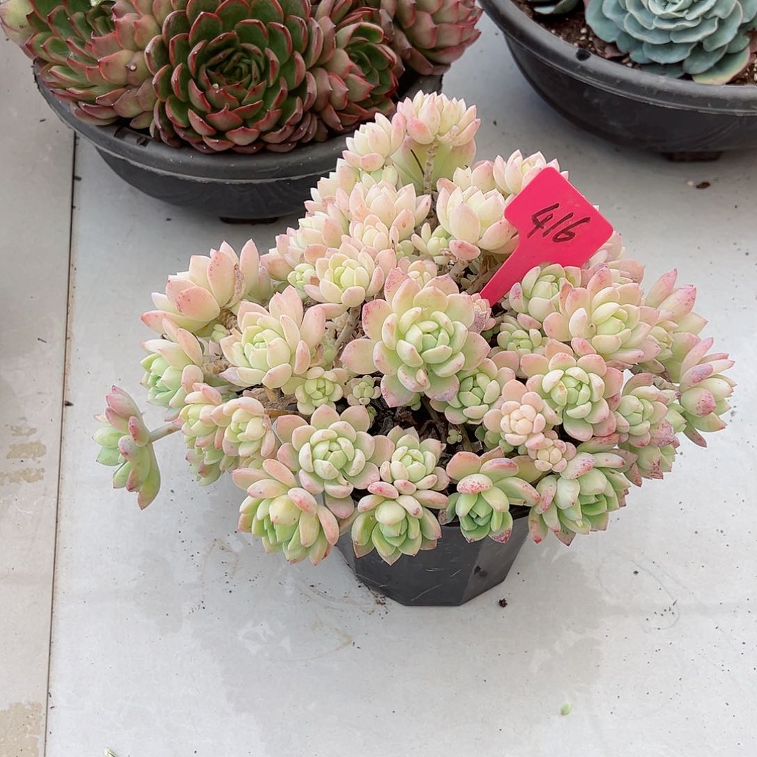 君**水416桃酥多肉植物