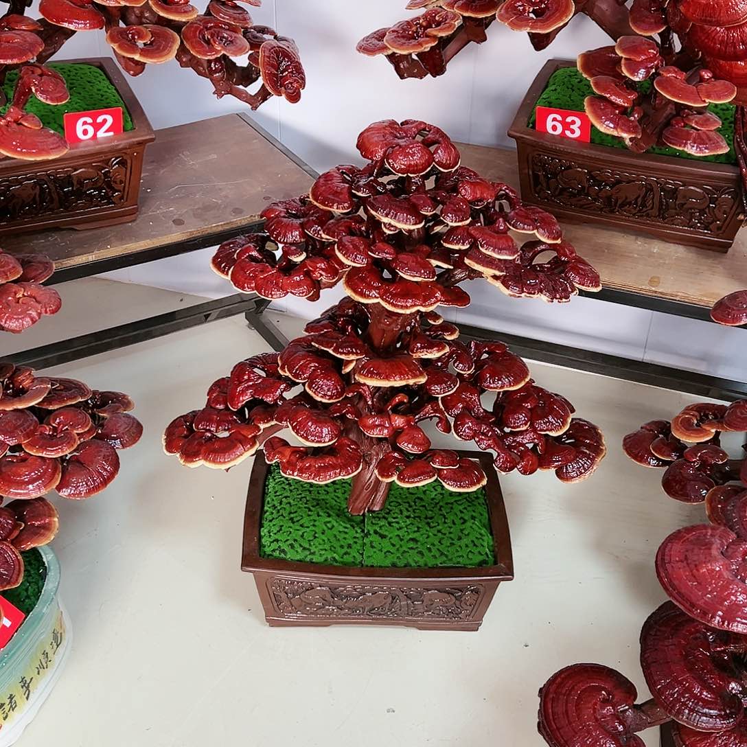 【闪购商品】无花朵