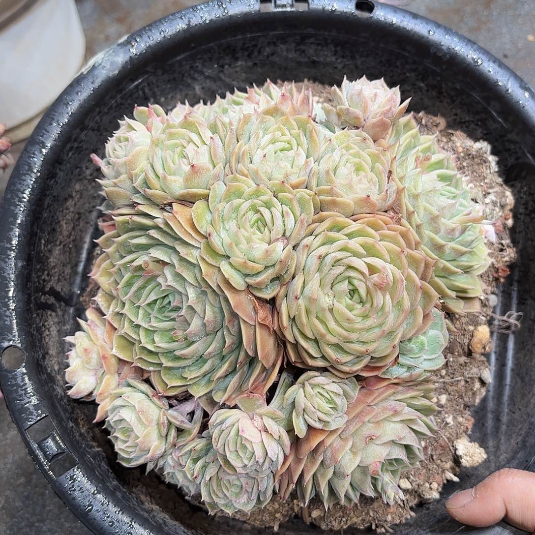 同温层多肉昂斯诺447