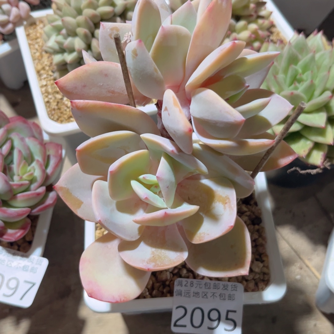 大2095:、xv xg h v h h