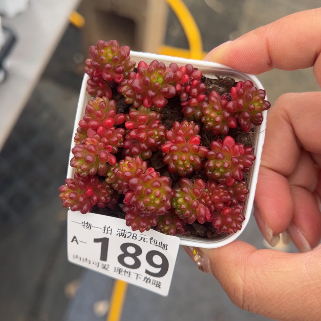 红浆果多肉多肉多肉多肉