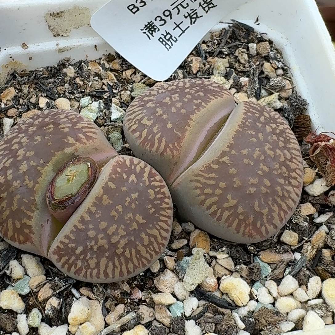 310多肉哈哈哈哈哈哈哈