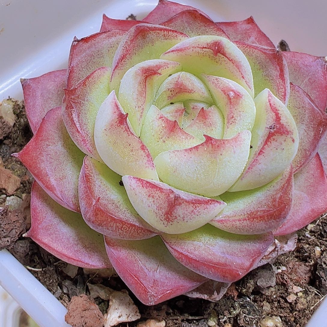 小精品玫瑰仙子19包邮