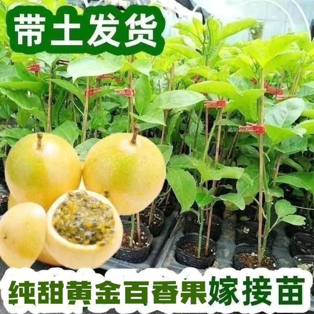正宗黄金百香果苗台农百香果苗紫香百香果苗地栽盆栽阳台庭院种植