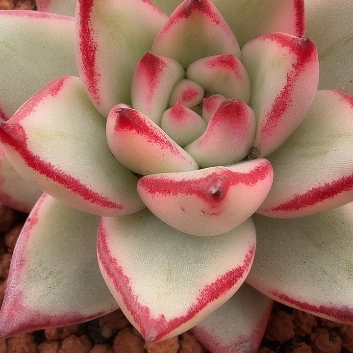 乌木锦多肉锦植物