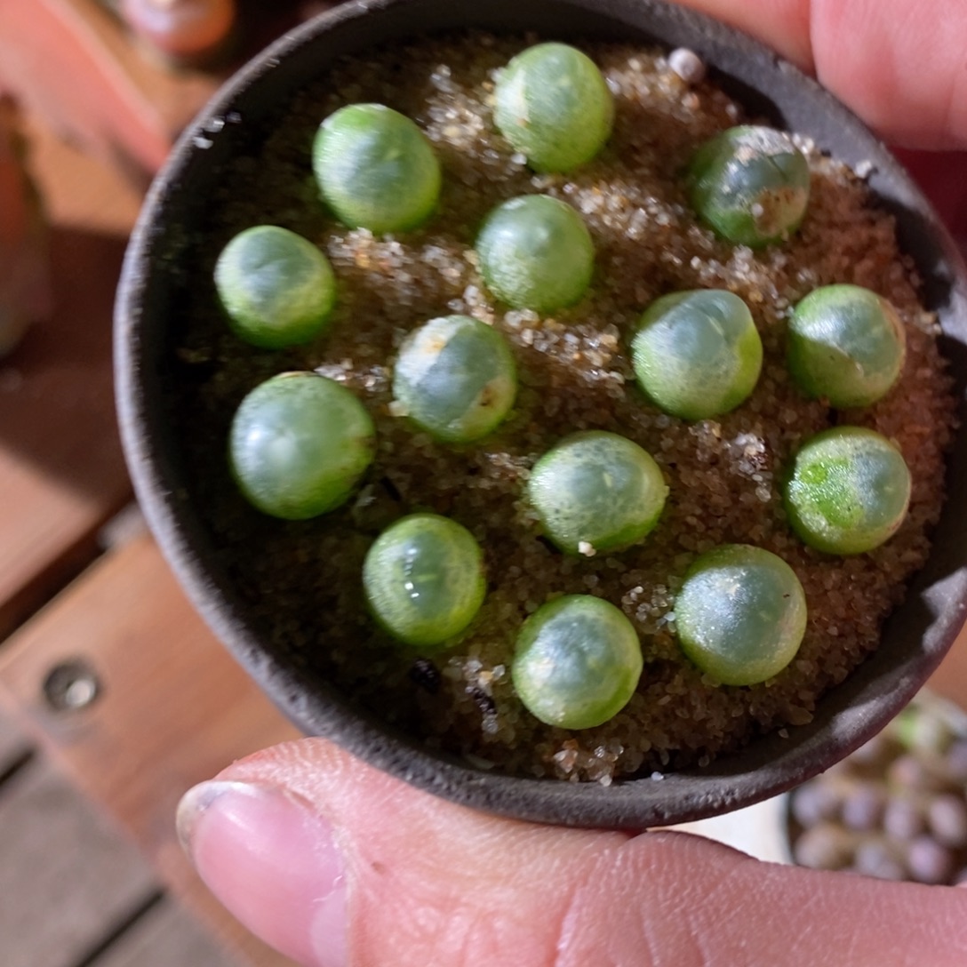 18369。 一组紫皮拉登。  