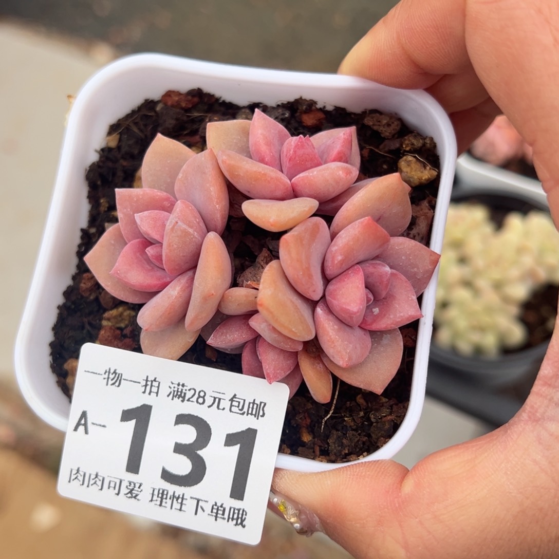 彩虹糖多肉多肉多肉多肉多肉