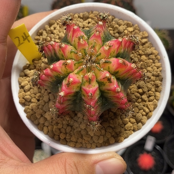 泰系全品米哈——元旦福利24