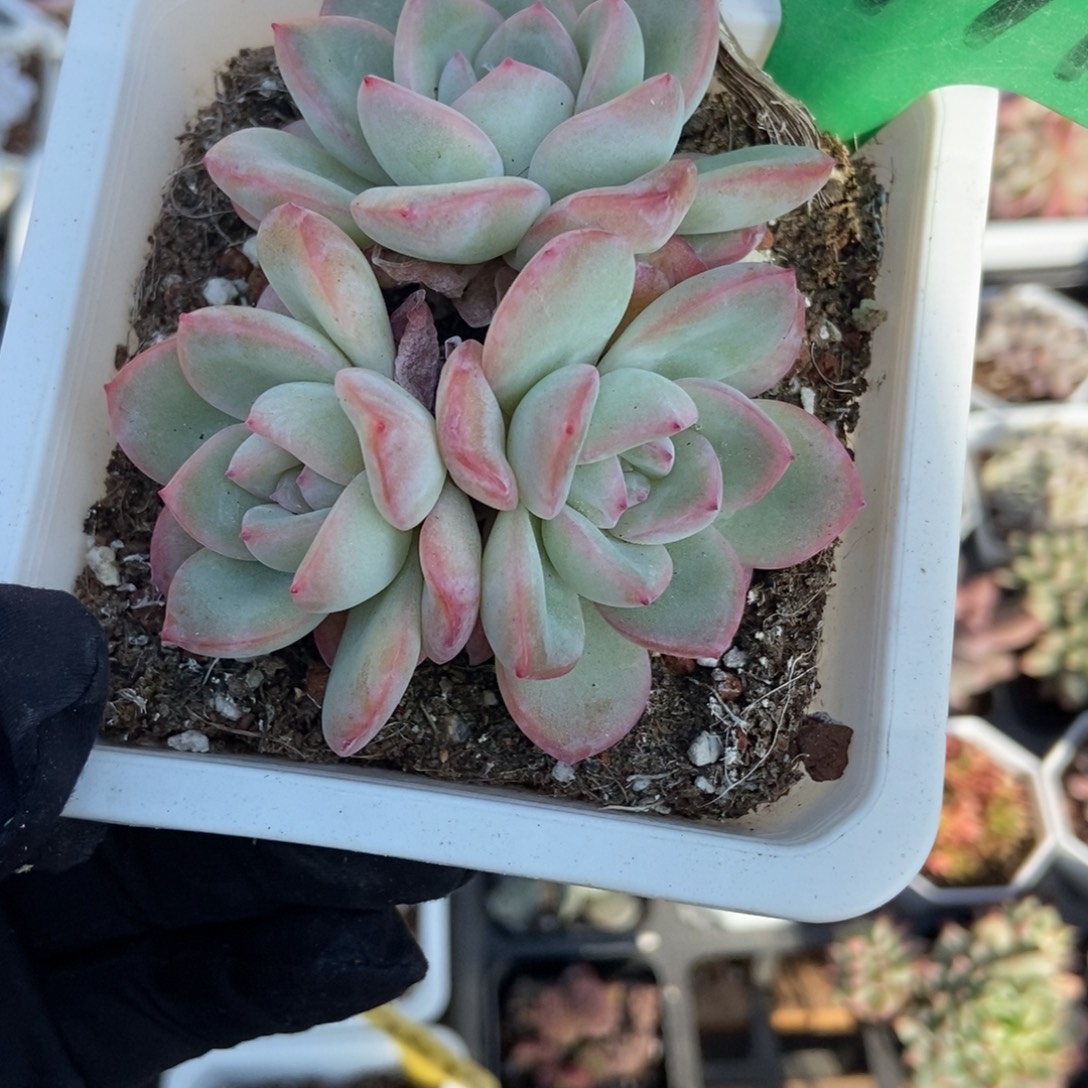 1911泡芙多肉植物