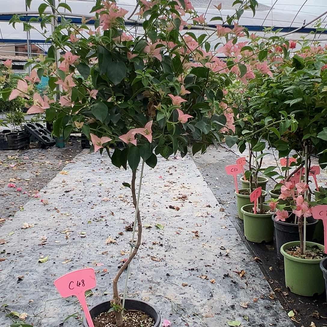 @***姐当前无花栽培后可以开花C48卡雅塔