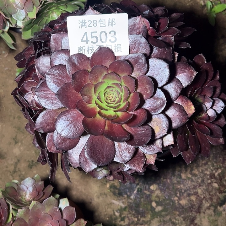 4503黑美人多肉植物