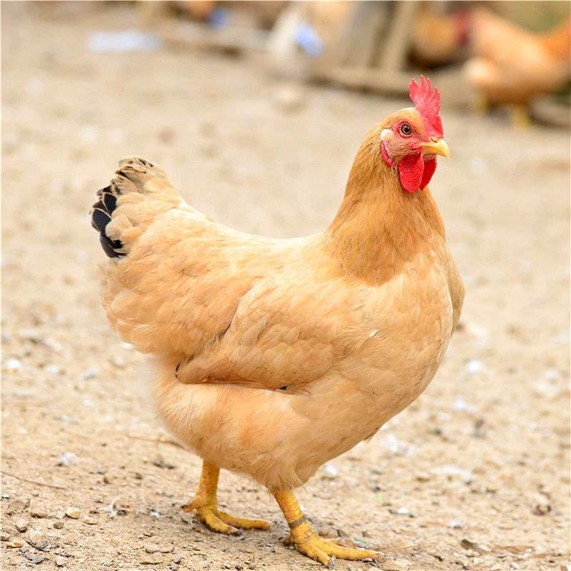 二斤三黄鸡农家土鸡散养肉质鲜美生鲜礼盒【买三只送一只】