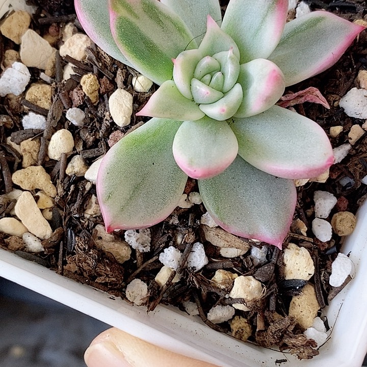 鹰嘴红一物一拍，