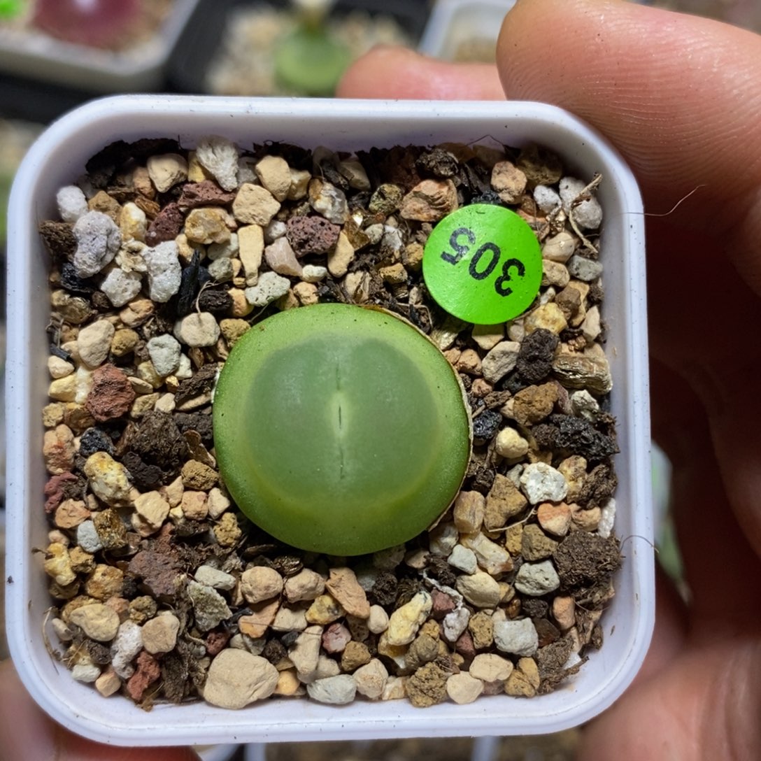 拉登2.1多肉植物305