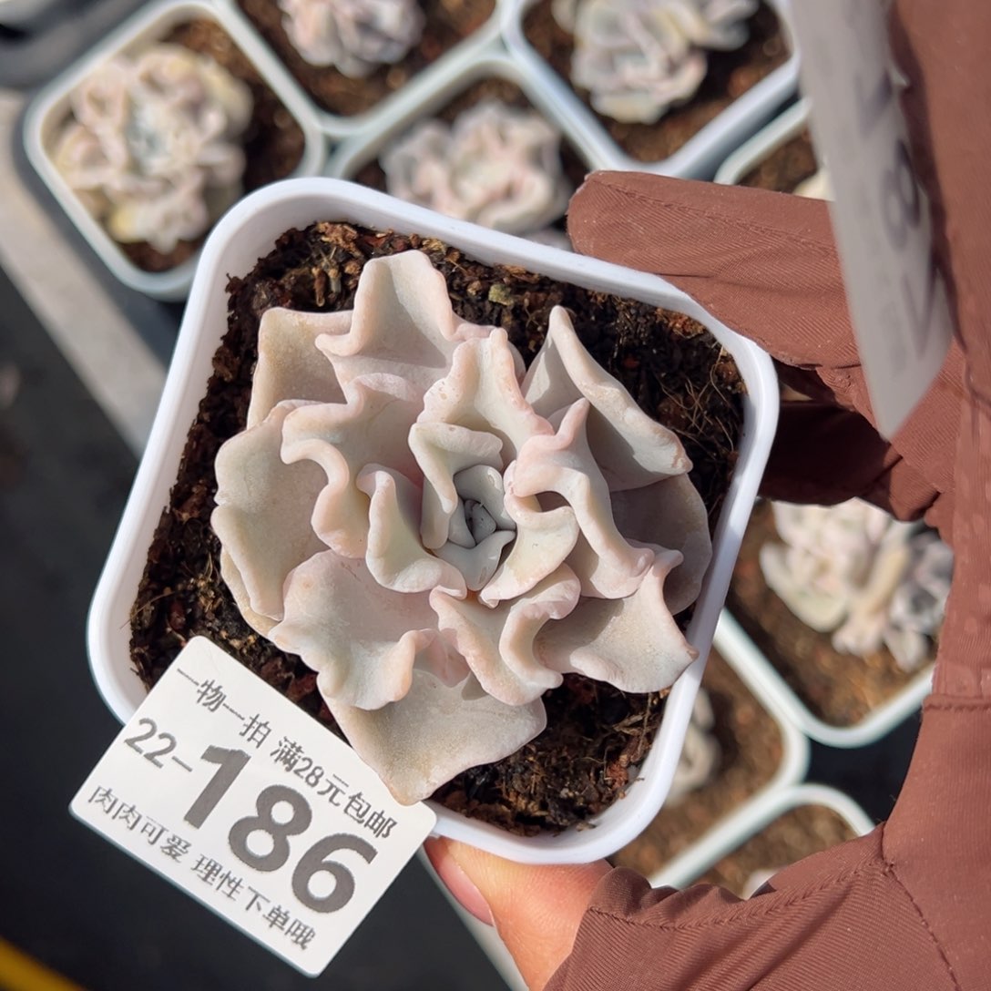 芭蕾舞者多肉多肉，