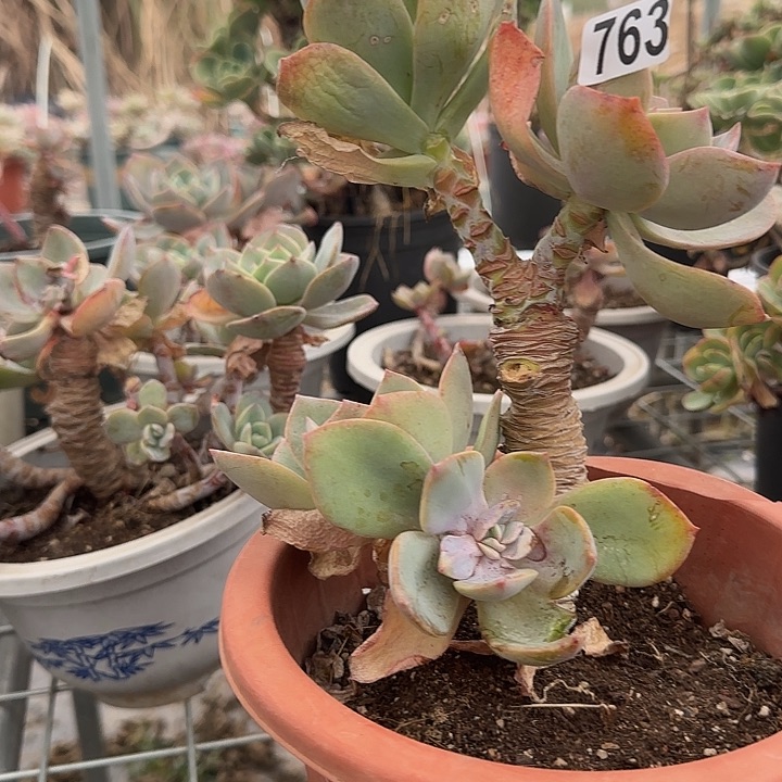晓*763白凤脱土发货不退不换