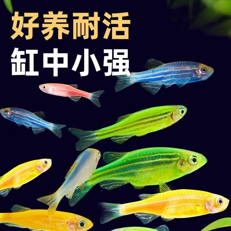 【顺丰发货】糖果七彩斑马鱼热带淡水观赏鱼新手推荐好养耐活鱼缸