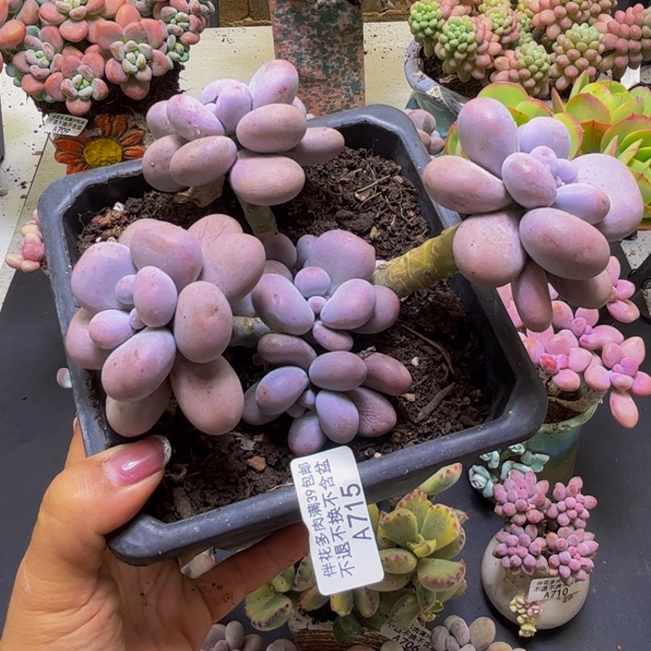 芭比奶酪714/13cm多肉