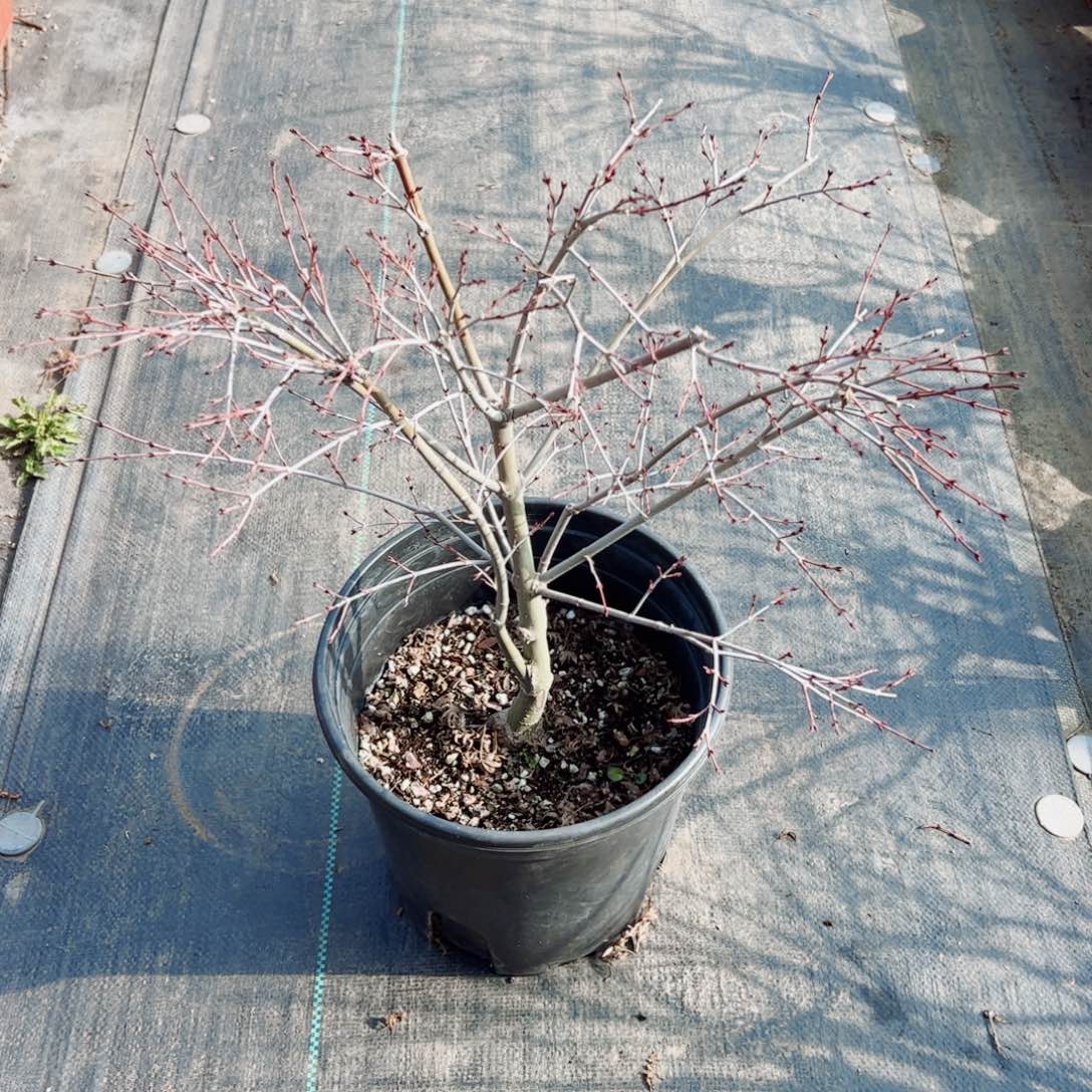 M*L精品枫树枫树枫树