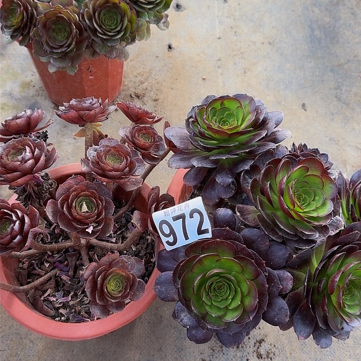 00000000000000972黑膜和赤