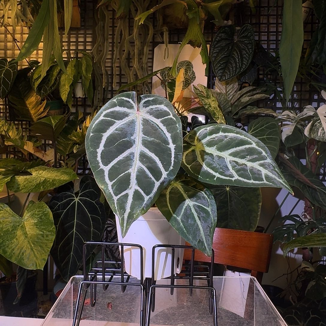 完全开放F68黑底撕裂纹杂红水晶