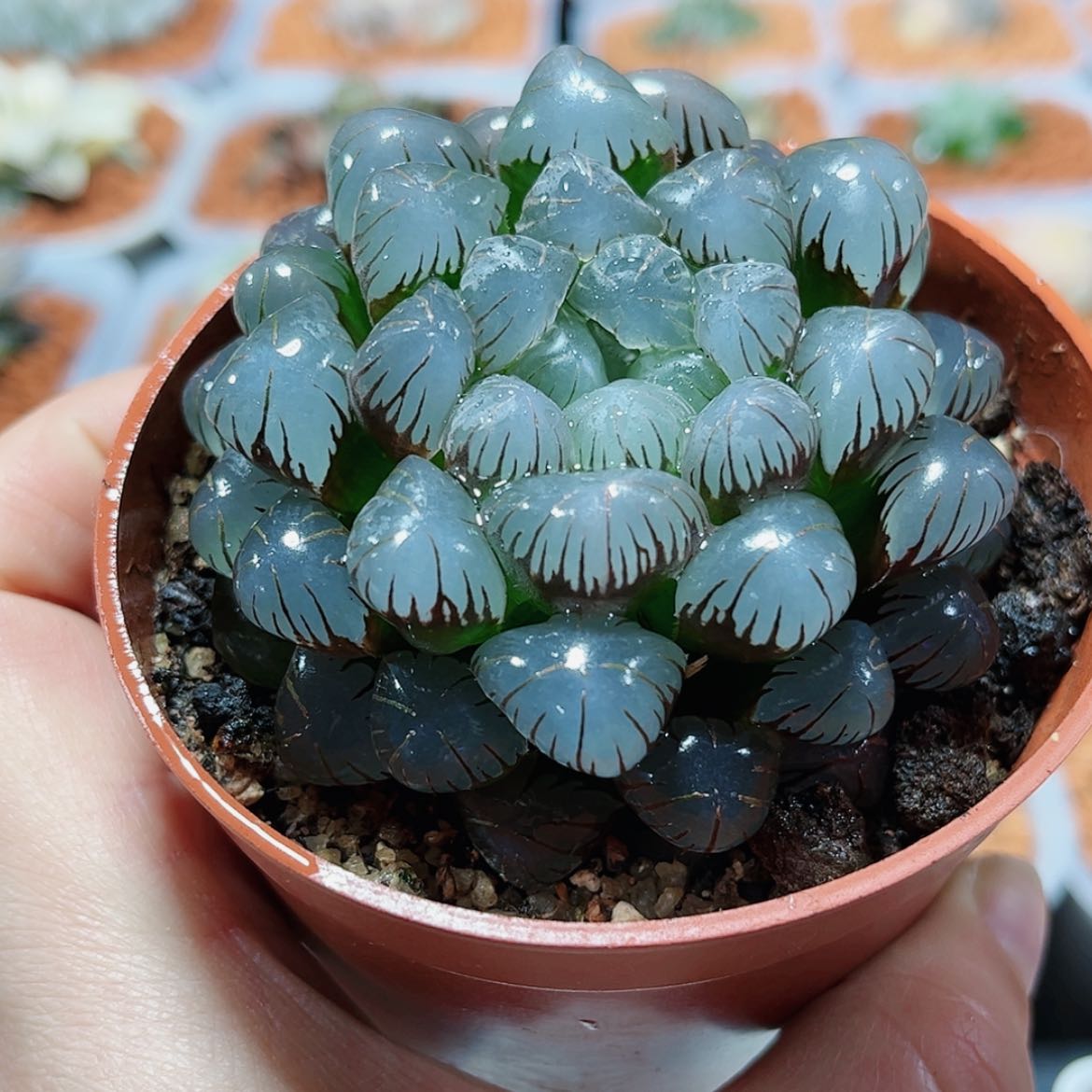 【闪购商品】紫姬冰灯