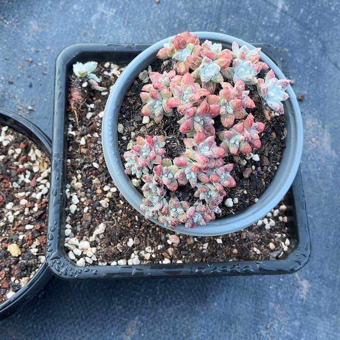 小鹿多肉一物一拍