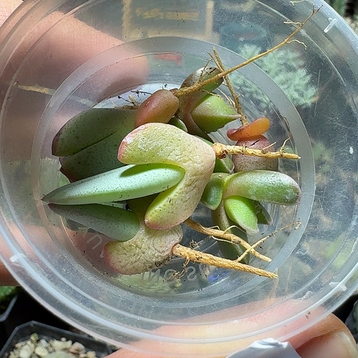 j***f388一盒番杏小苗脱土发货