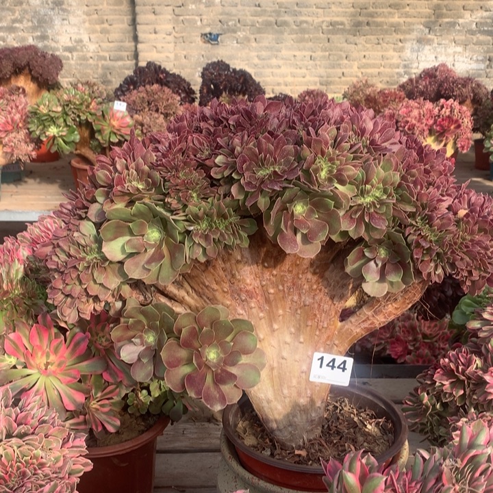 144玫瑰缀多肉法师