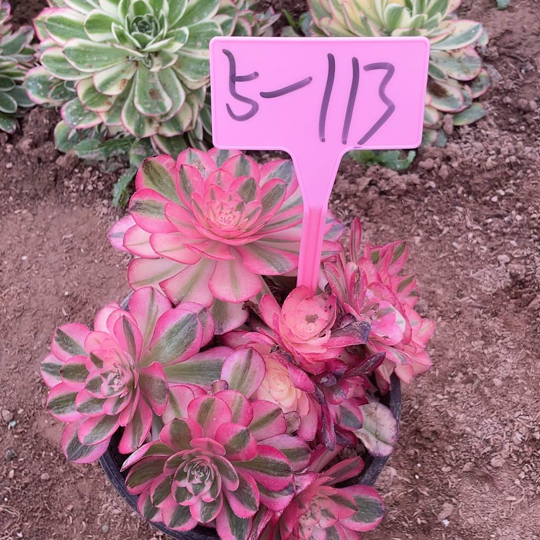 5-113倾城多肉植物
